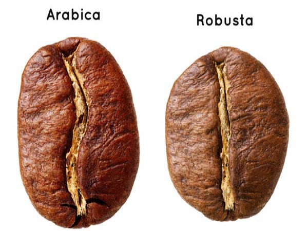 Cà phê robusta và arabica loại nào ngon hơn?