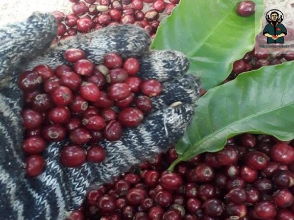Ứng dụng thực tiễn các phương pháp chế biến cà phê nhân (natural, honey, wash) trên nông trại cà phê của các thành viên trong liên minh The Coffee Farmer.